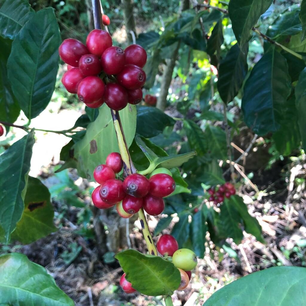 Coffee beans in plant