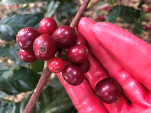 Borbon coffee cherries