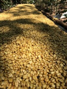 Drying Honey Processed Coffee